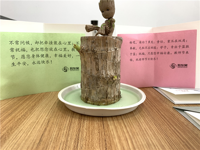 祝福语和发芽的巴西木.jpg