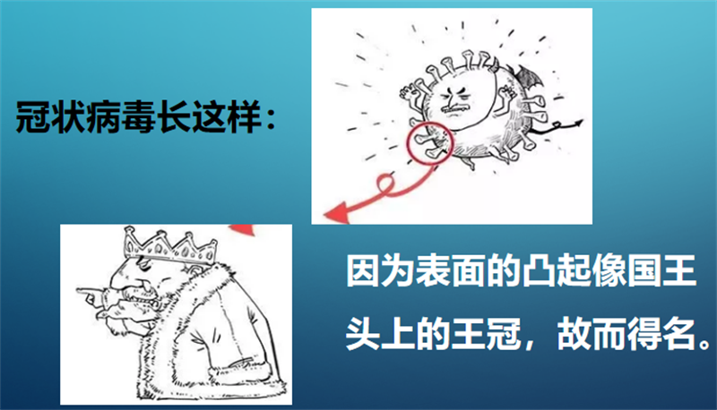 什么是新冠病毒.png