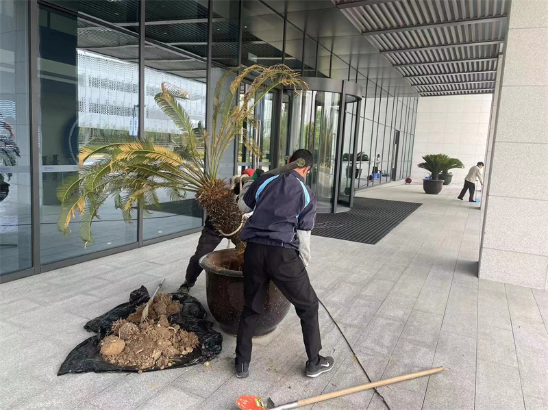 盆景更换.jpg