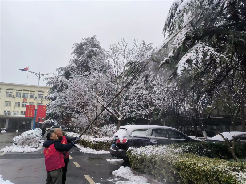 大树清雪.jpg