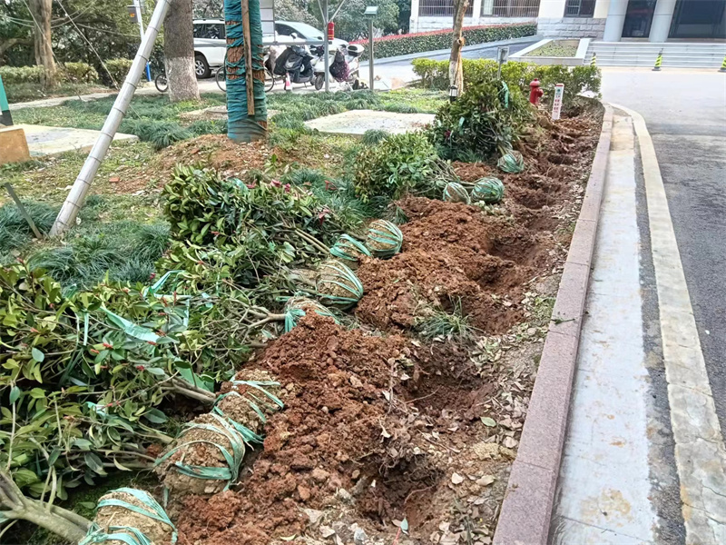 植树节活动 (10).jpg