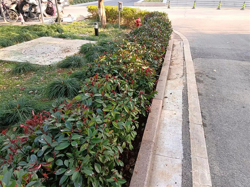 植树节活动 (1).jpg
