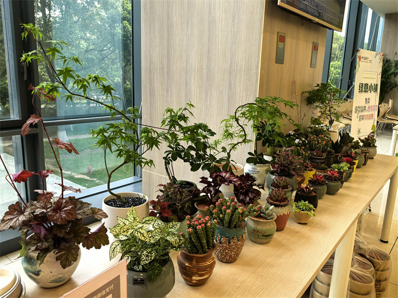 绿植陈列.jpg