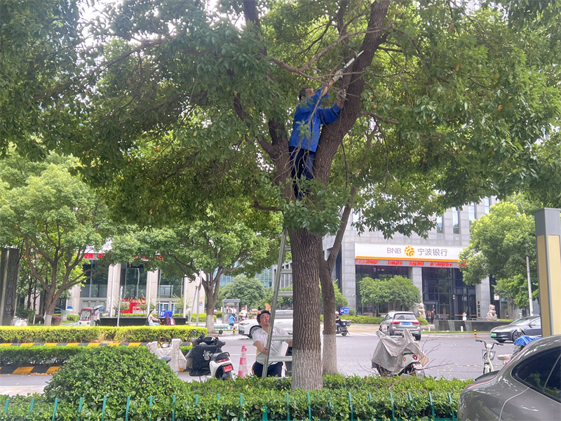 1783589113175695.jpg 外围绿化修剪.jpg